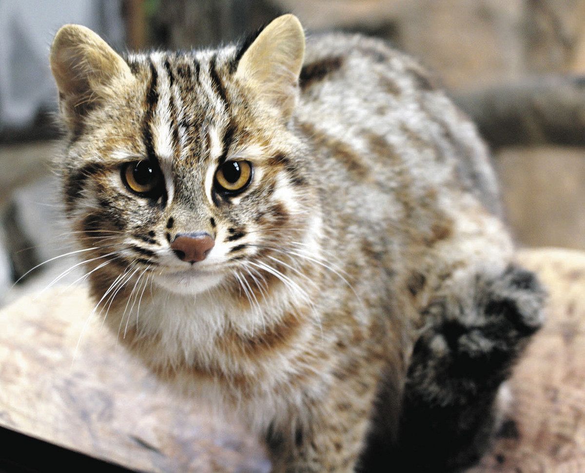 絶滅危惧種のツシマヤマネコ 2匹一般公開 あすから 那須どうぶつ王国で