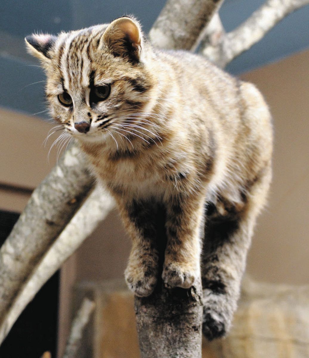 絶滅危惧種のツシマヤマネコ 2匹一般公開 あすから 那須どうぶつ王国で