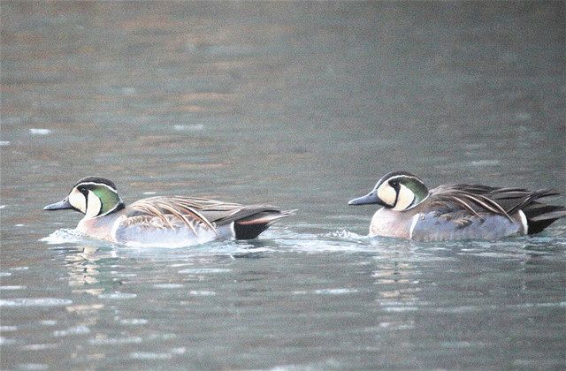 お買取成立】ヘレンド Two Ducks（二羽のカモ） お買取成立】ヘレンド