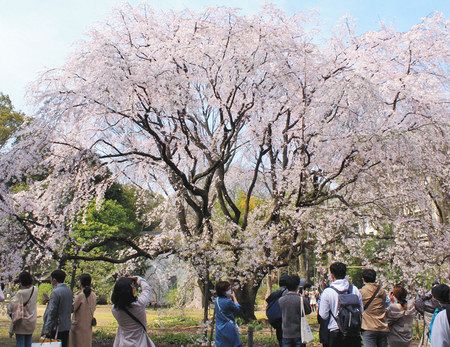 優美な薄紅 しだれ桜 六義園で満開 観光客にぎわい 東京新聞 Tokyo Web