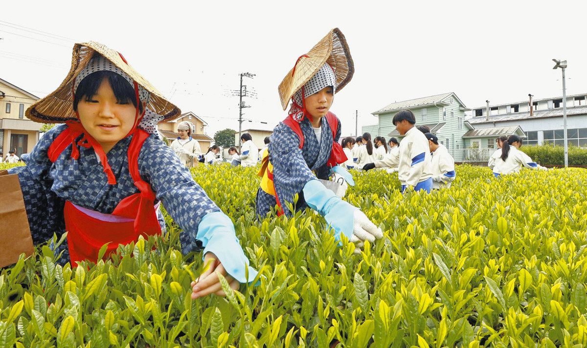 茶娘・茶息子、狭山新茶摘み 主産地・入間の上藤沢中学生：東京新聞