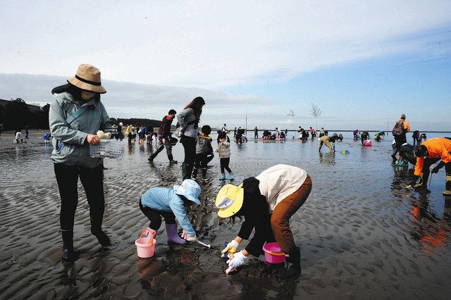 富津と木更津で潮干狩り始まる 親子連れらで盛況 東京新聞 Tokyo Web