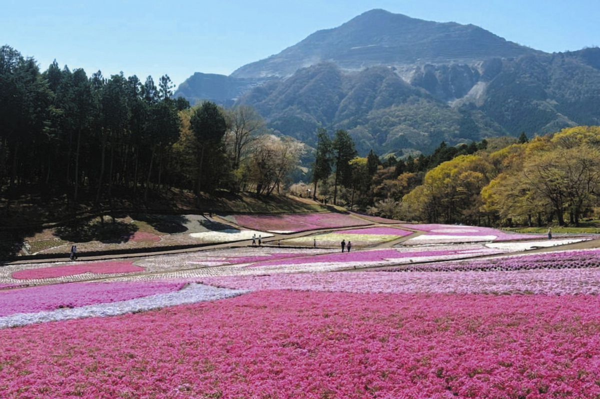 秩父「羊山公園」シバザクラが見ごろ 東松山「風車の見える丘」珍しい