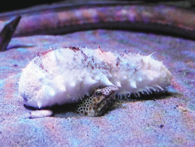 10万匹に1匹 白いナマコ 下田海中水族館で展示 東京新聞 Tokyo Web 10万匹に1匹 白いナマコ 下田海中水族館で展示 東京新聞 Tokyo Web