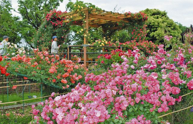 バラ、華やかに彩る 平塚・花菜ガーデン 小田原・フラワーガーデン