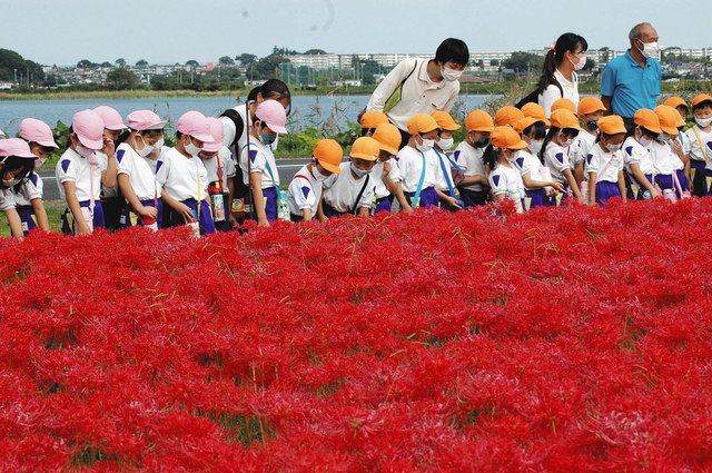 真っ赤なじゅうたん きれいだね 柏 手賀沼岸辺の緑道 ヒガンバナが見頃 東京新聞 Tokyo Web