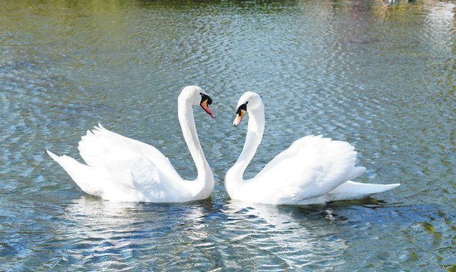 荒川自然公園 白鳥の池 に浮かぶハート かいぼりで環境整え復活 東京新聞 Tokyo Web