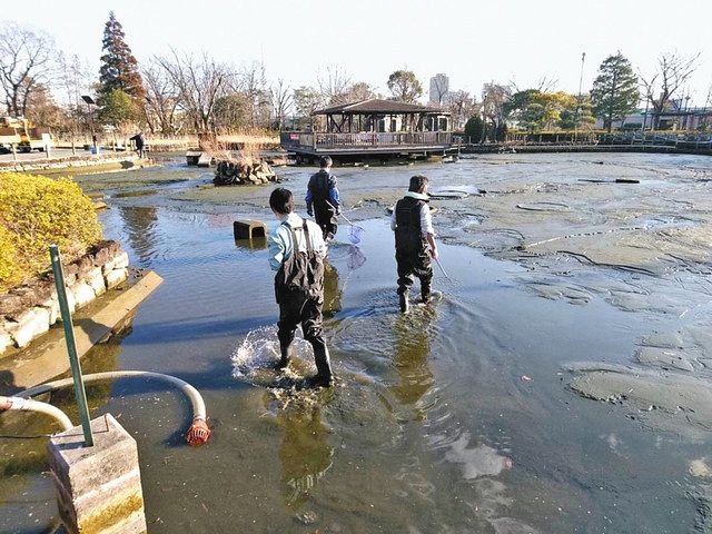 荒川自然公園「白鳥の池」に浮かぶハート かいぼりで環境整え復活 