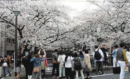 ２７日午後、満開に近づいた目黒川沿いの桜を見る人たち＝目黒区で
