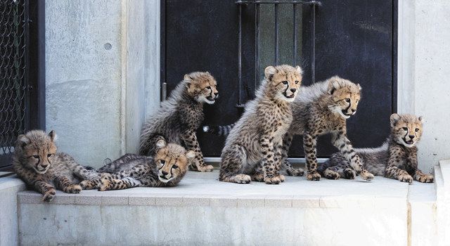 チビーター ６頭 かわいい 27日から一般公開 千葉市動物公園 東京新聞 Tokyo Web