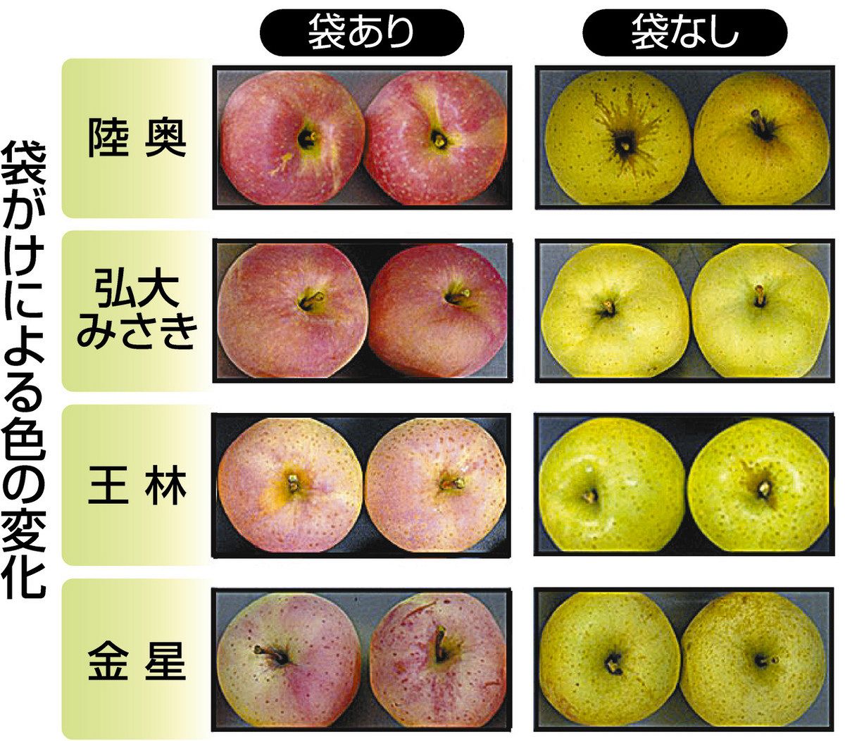 フロンティア発＞王林も赤く？ リンゴの色づく仕組み解明：東京新聞