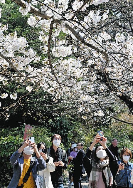 お花見で一句詠んでとお願いすると… コロナ禍4回目のシーズン到来 にぎわい戻り、経済効果への期待も：東京新聞 TOKYO Web