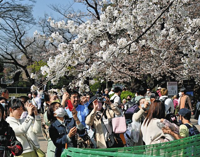 お花見で一句詠んでとお願いすると… コロナ禍4回目のシーズン到来