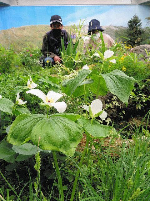 北海道を代表するオオバナノエンレイソウが白い花を咲かせている＝真岡市で
