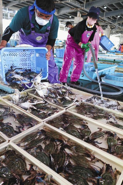 食卓ものがたり 潮の香広がる みそ濃厚 ワタリガニ 愛知県南知多町 東京新聞 Tokyo Web