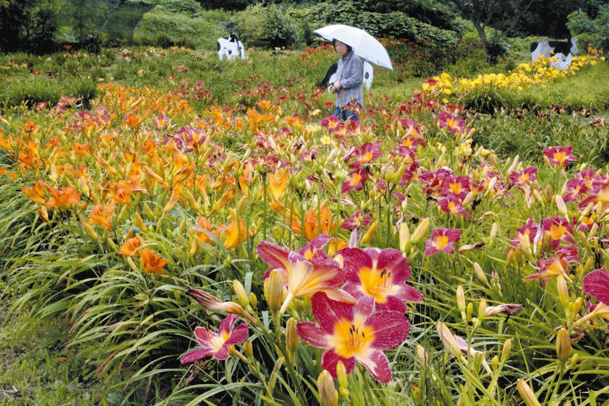 アイリス の 丘