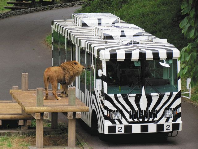 休止前のライオンバス（東京動物園協会提供）
