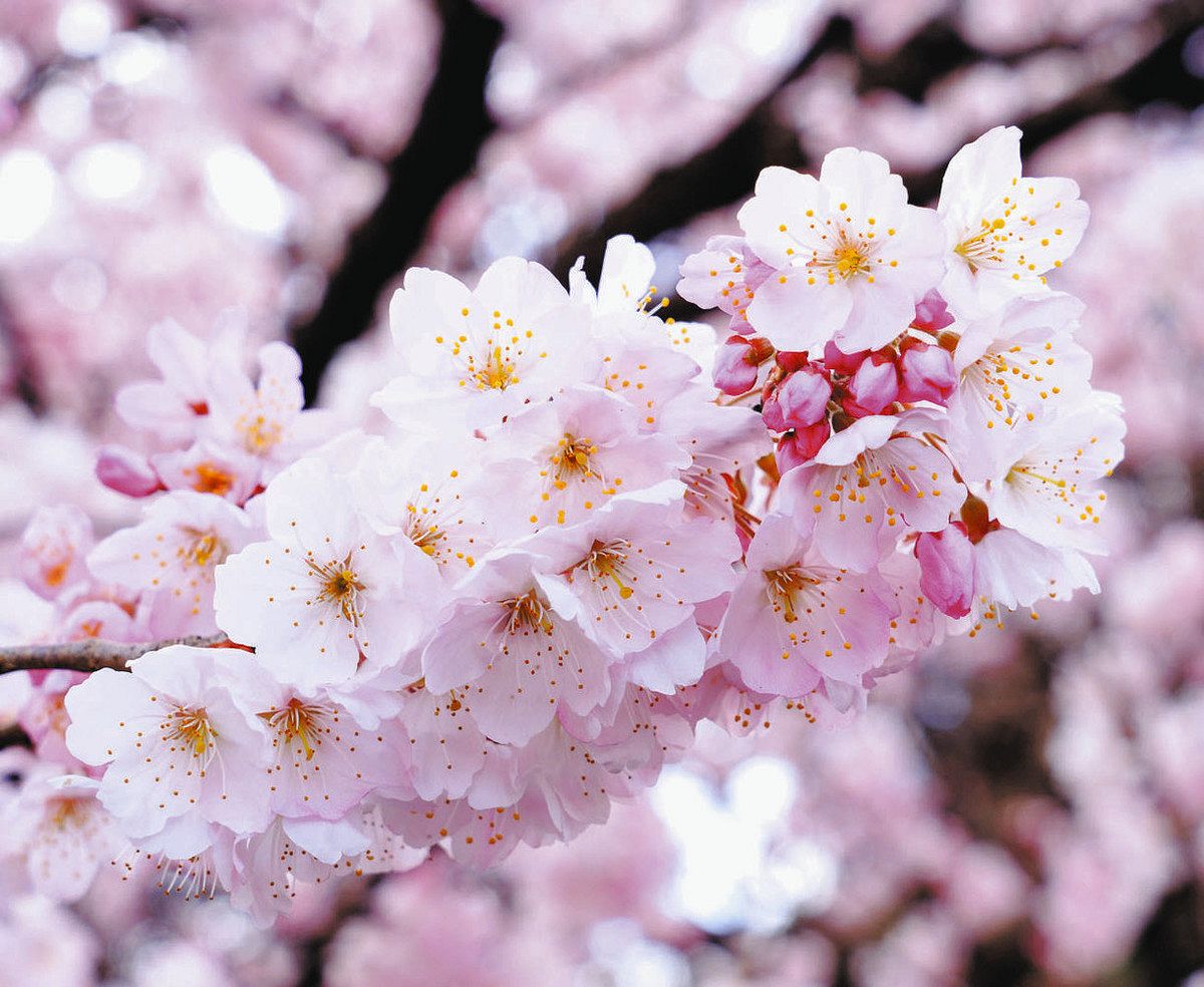 多彩な早咲きの桜 川崎生まれの「吉兆」 花農家が新品種、市に寄贈