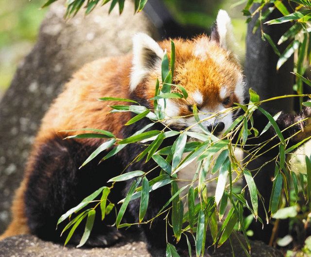 お帰り レッサーパンダ 風太 療養経て4カ月ぶり復帰 千葉市動物公園 東京新聞 Tokyo Web