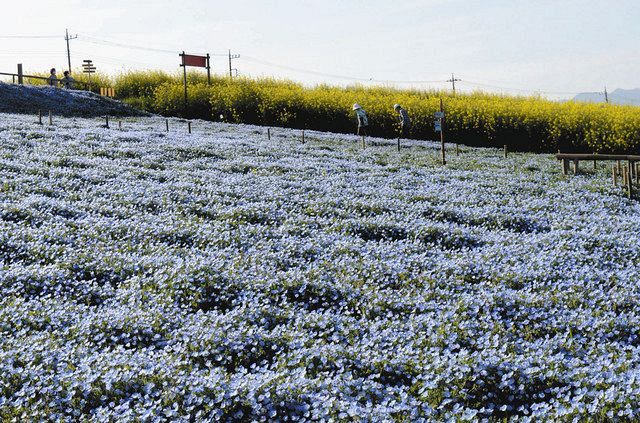 鼻高展望花の丘 実りの年 耕作放棄地を住民が整備 ネモフィラ 菜の花が見ごろ 東京新聞 Tokyo Web
