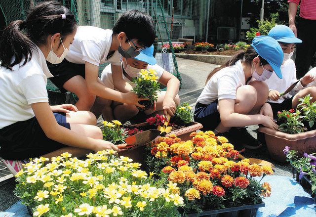 伊豆山小に色とりどりの花 災害支援 長野 山梨の生産者が贈る 東京新聞 Tokyo Web