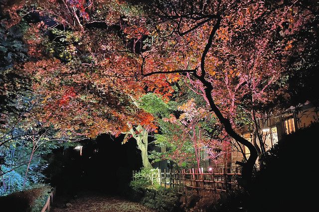 紅葉まつりで３年ぶりにライトアップされる京王百草園＝東京都日野市で