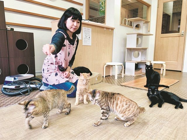 御蔵島で猫の捕獲を進めるダイバーら…何が起きている？ 絶滅危惧
