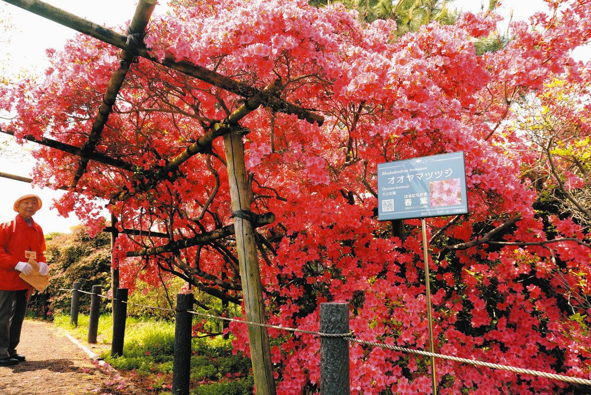 ツツジ 見上げて楽しんで 館林のつつじが岡公園 早咲き品種が見頃 