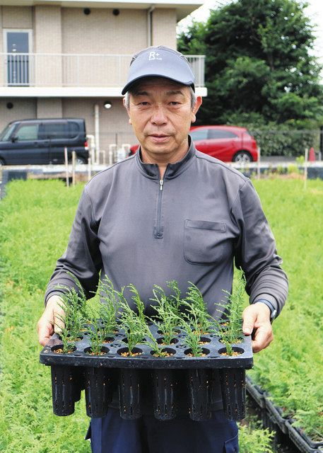 かながわ未来人＞将来の自然環境守る 無花粉ヒノキの育苗に貢献