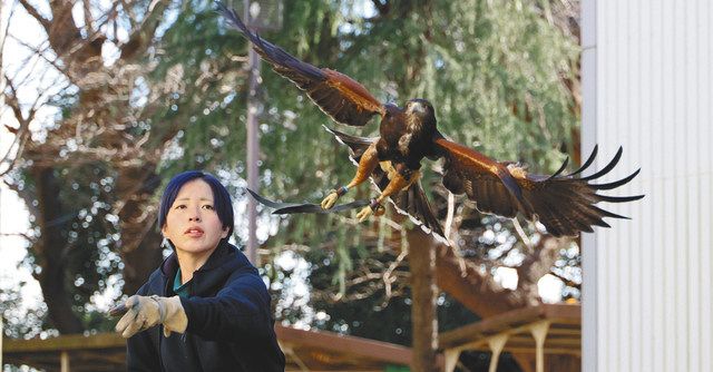 スポーツ探偵＞徳川家康×鷹匠 天下人が愛した鷹狩り 今も ：東京新聞 