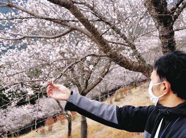 冬桜 藤岡・桜山公園の冬桜、なぜ衰退？ 来年度から 専門家4人が本格調査