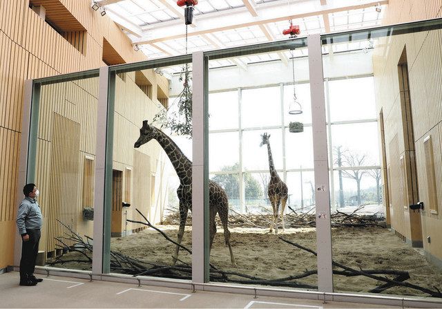 新キリン舎 間近で体感 埼玉県こども動物自然公園 ガラス張りの屋内展示室 東京新聞 Tokyo Web
