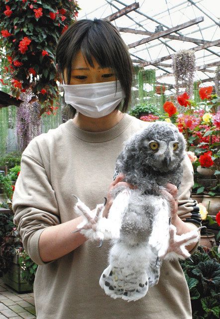 富士花鳥園 シロフクロウの幼鳥 みるくを見に来て 東京新聞 Tokyo Web