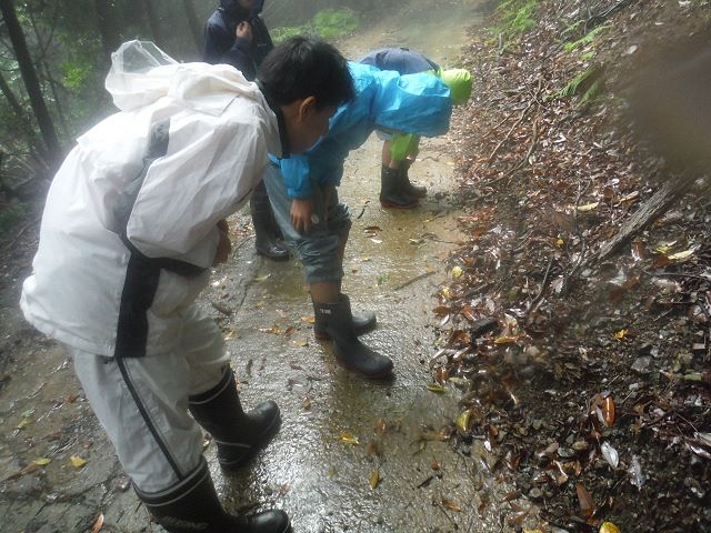 ヒルが最も活発になるのが梅雨時期。レインウェアを着て林道脇の落ち葉がたまった場所でヒルを探す子ども研究員たち
