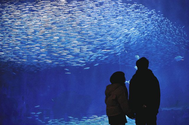 生きもの編 マイワシの巨大なうず 水族館で人気 東京新聞 Tokyo Web 生きもの編 マイワシの巨大なうず 水族館で人気 東京新聞 Tokyo Web