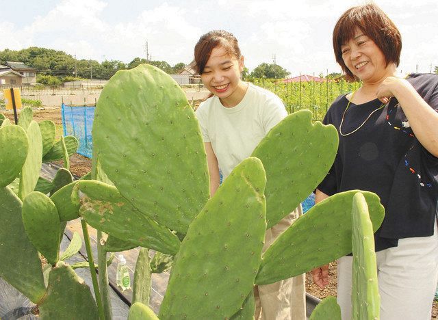 畑で原料のウチワサボテンの様子を見る出口美紀さん（右）＝愛知県春日井市で 