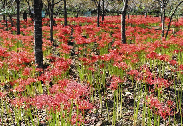 秩父点描 秋を彩るヒガンバナ3万株見頃 東京新聞 Tokyo Web