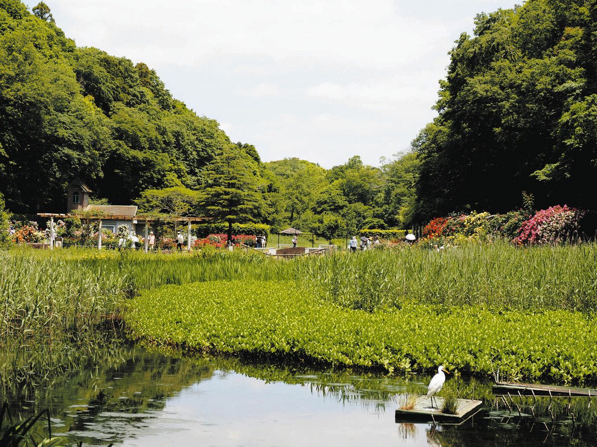 水生植物園の池の奥に見えるバラ園は、訪れた5月中旬はバラの花が満開で、多くの人たちが楽しんでいた。池にはダイサギがいた＝いずれも市川市大町で