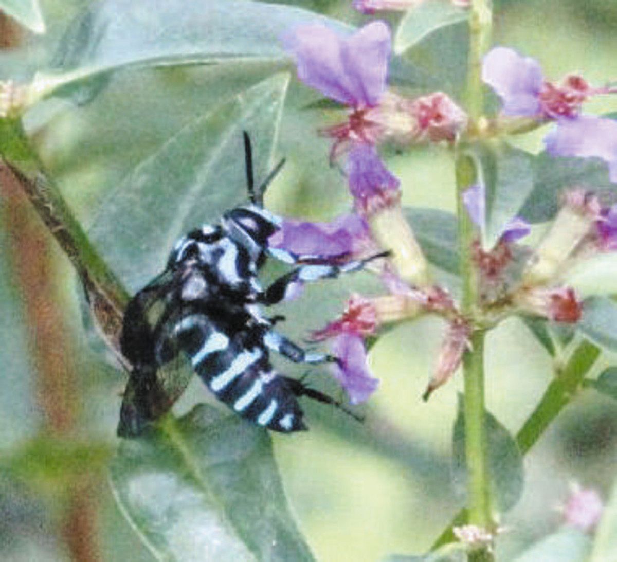 幸せを呼ぶ「青い蜂」と「宝石蜂」 安中「里山の花畑」で希少な2種類が
