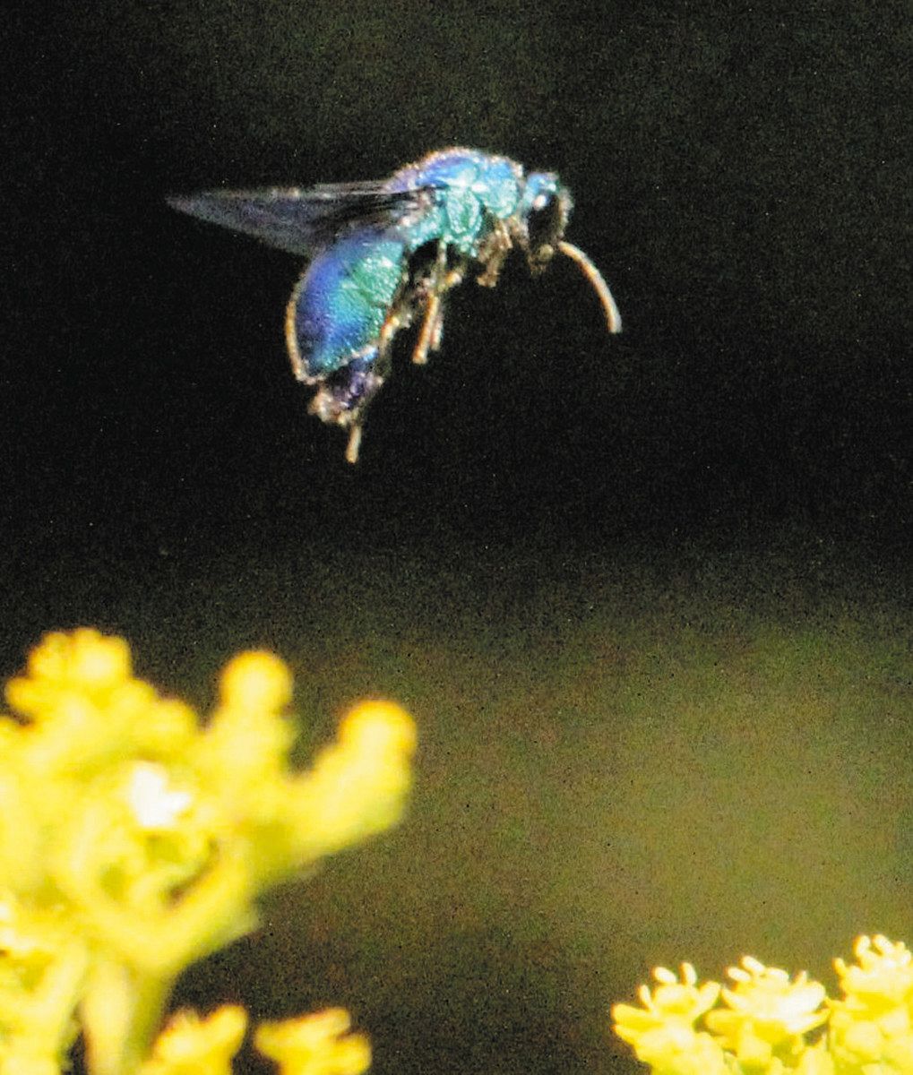 幸せを呼ぶ「青い蜂」と「宝石蜂」 安中「里山の花畑」で希少な2種類が