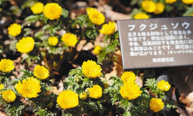 こちらはフクジュソウ 北区のふれあい情報館で開花 東京新聞 Tokyo Web