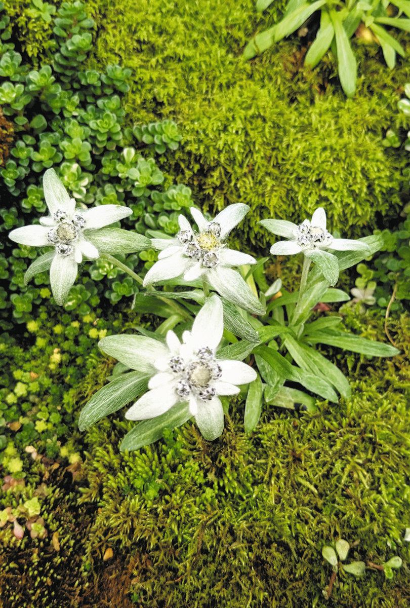 高根の花」間近で眺めて 真岡市の栃木県井頭公園で高山植物展 5月6日