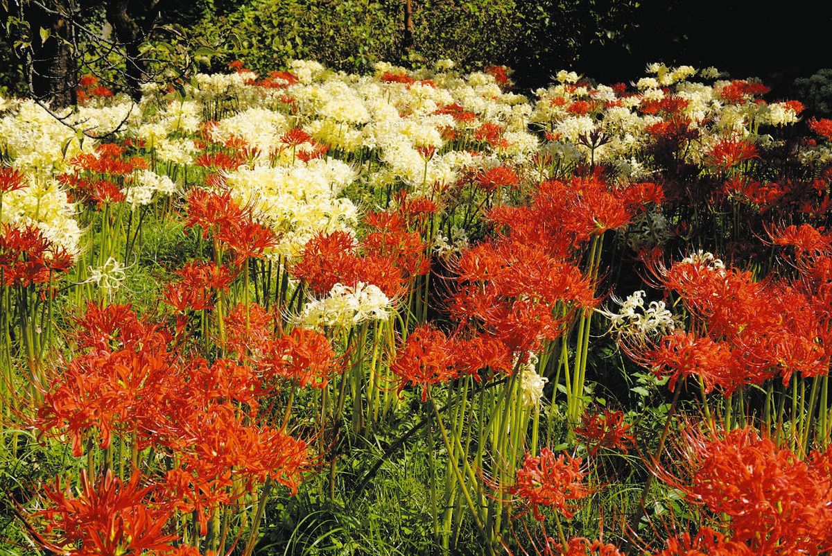 行ってみたら 花前線＞色鮮やか彼岸花：東京新聞デジタル