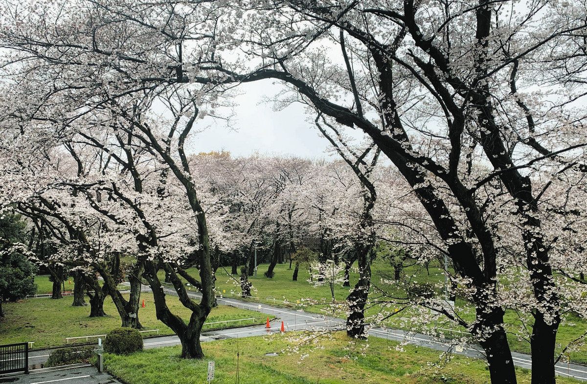 全生園 癒やしと希望の桜が満開 70年前に入所者らが植樹 差別や偏見と