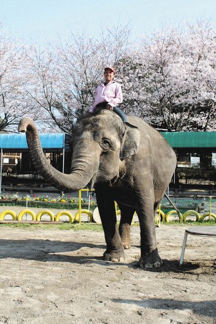 アジアゾウ 洋子 永眠 国内で３番目の高齢 来月３日にお別れの会 東京新聞 Tokyo Web