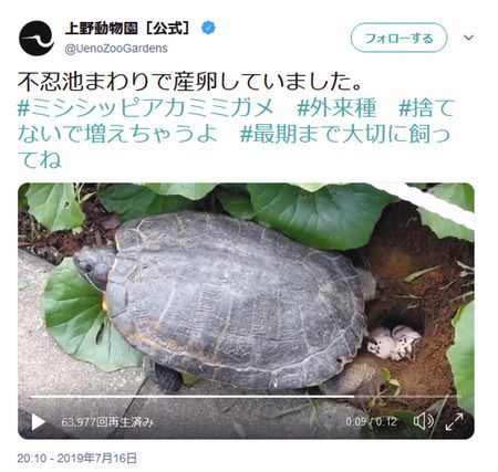 ミシシッピアカミミガメが不忍池周辺で産卵していたことを伝えるツイート＝上野動物園公式アカウントから
