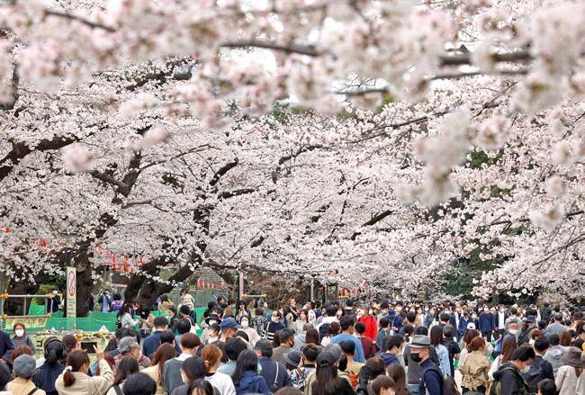 満開の桜並木を歩きながら楽しむ人たち　＝2022年3月27日、東京都台東区で（隈崎稔樹撮影）