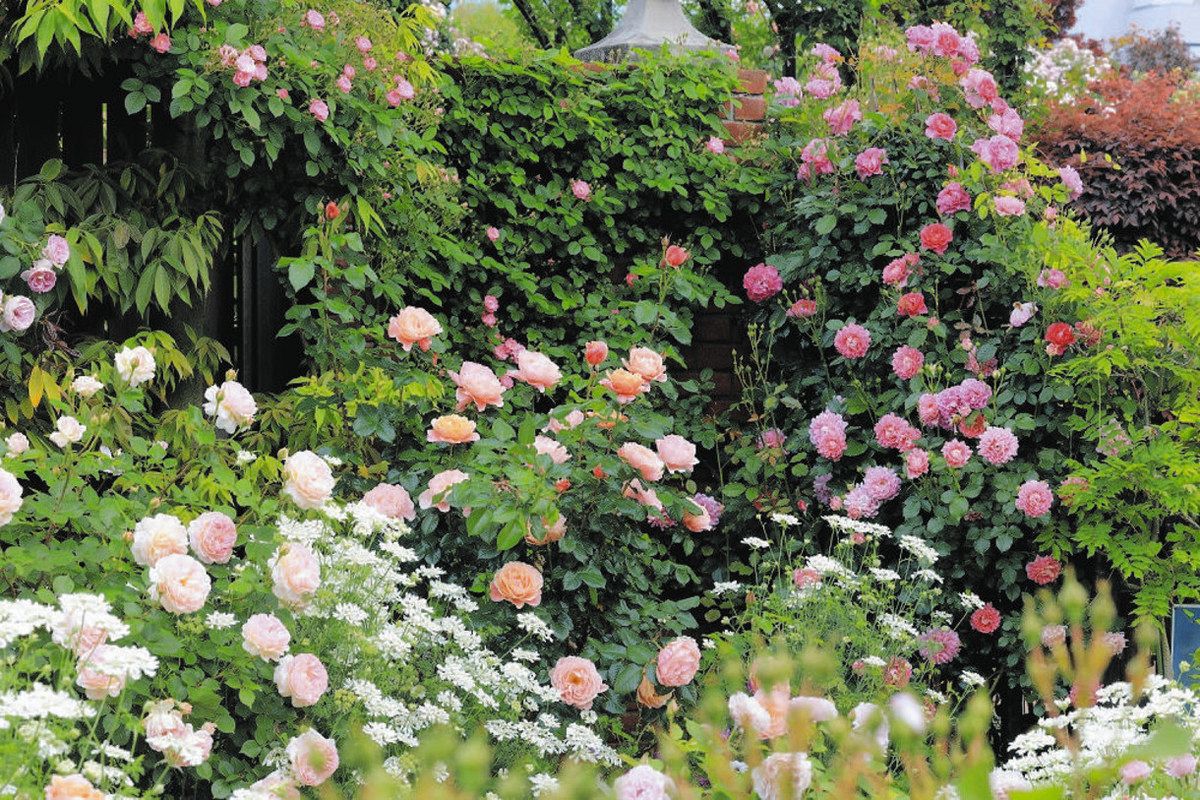 ◇ハーバリウム 340イングリッシュガーデン*.:。✿* バラと華やかな