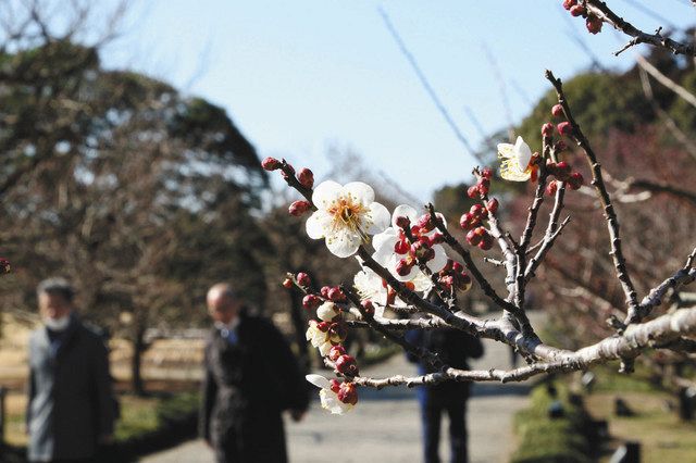 コロナと生きる いばらき 水戸の梅まつり 初の延期 東京新聞 Tokyo Web