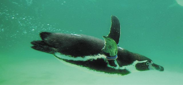 フロンティア発＞水の抵抗かわす ペンギンの羽のヒミツ 東工大の田中博